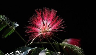 粉扑花介绍 粉扑花图片大全