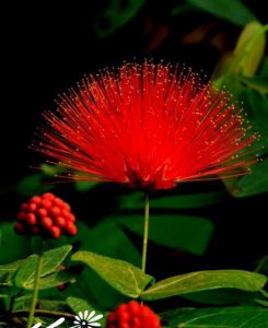 红粉扑花介绍 红粉扑花图片集