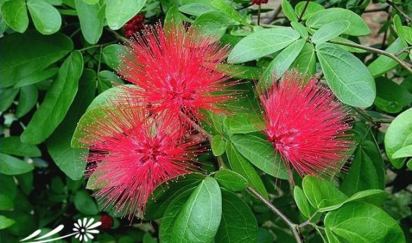 红粉扑花图片三