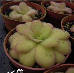 花卉苹果捕虫堇详解 苹果捕虫堇图片集