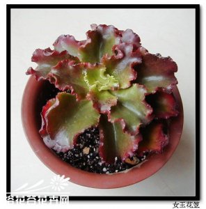 多肉植物女王花笠介绍 女王花笠图片