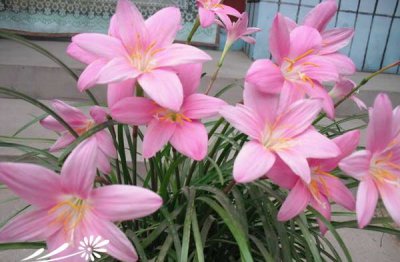 红花葱兰介绍 红花葱兰图片
