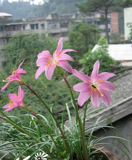 红花葱兰图片二