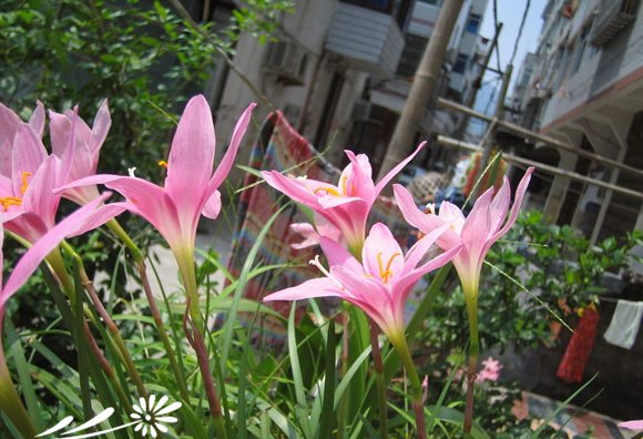 红花葱兰图片三