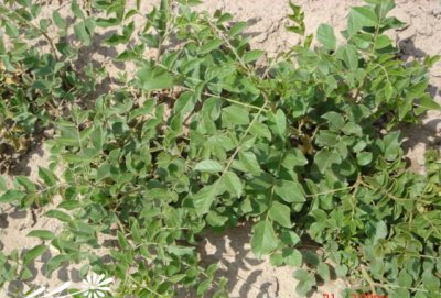 花卉甘草简介 甘草图片集