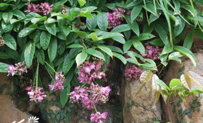 香花崖豆藤简介 香花崖豆藤照片图