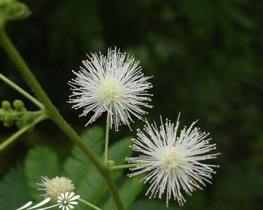 花卉光荚含羞草简介 光荚含羞草长什么样图