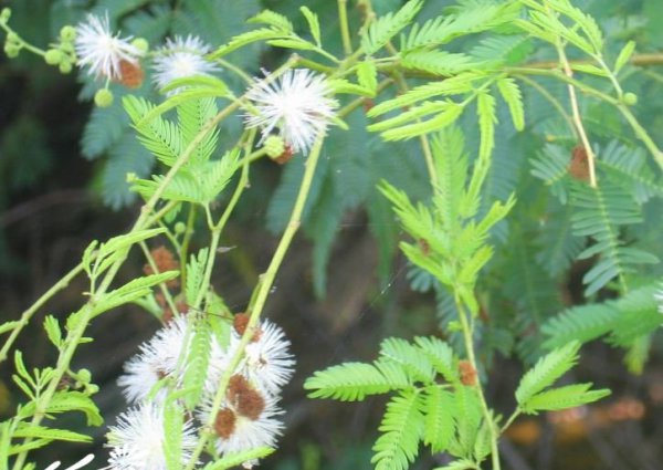 光荚含羞草图片二
