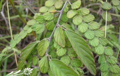 花卉排钱草介绍 排钱草图片欣赏