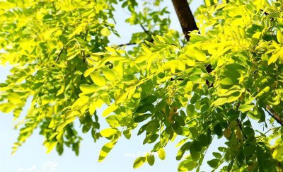 花卉金叶刺槐简介 金叶刺槐图片欣赏