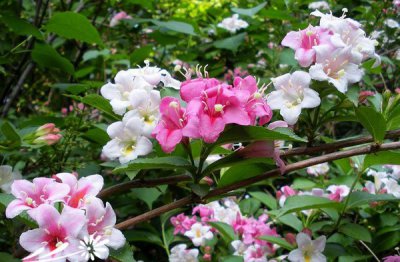 锦带花介绍 锦带花图片欣赏