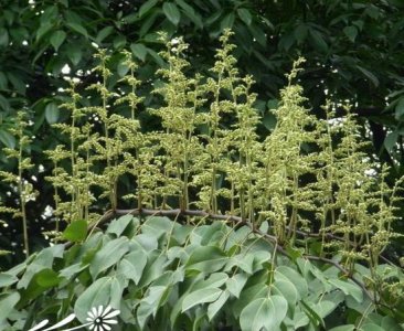花卉东京油楠介绍 东京油楠图片