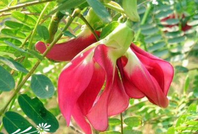 大花田菁详解 大花田菁照片图