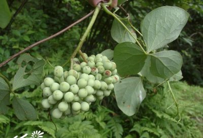 花卉大血藤介绍 大血藤图片欣赏