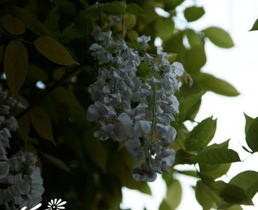 白花紫藤详解 白花紫藤图片大全