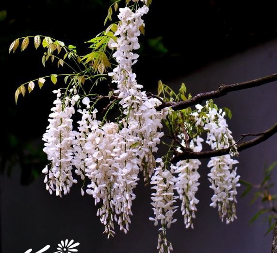 白花紫藤图片二