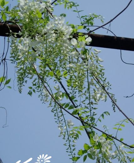 白花紫藤图片三