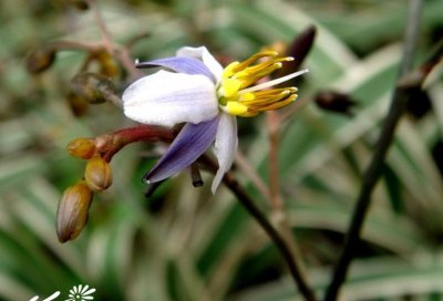 花卉银边山菅兰介绍 银边山菅兰照片图