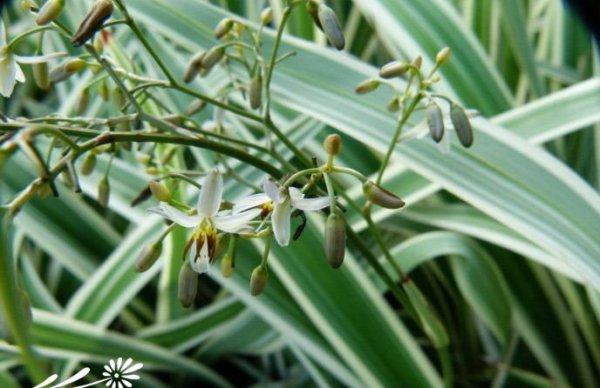 银边山菅兰图片三