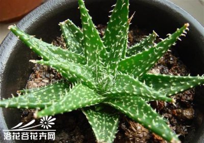 多肉草地芦荟简介 草地芦荟图片大全