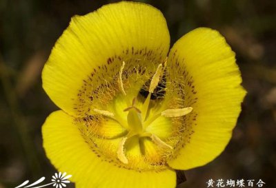 黄花蝴蝶百合简介 黄花蝴蝶百合图片