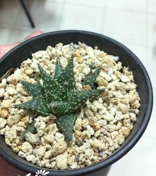 草地芦荟图片三