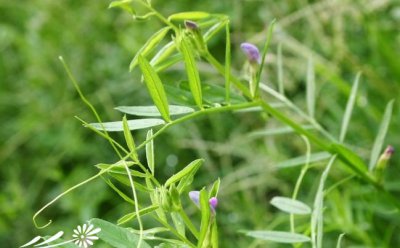 花卉小巢菜介绍 小巢菜图片