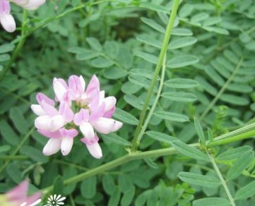 绣球小冠花简介 绣球小冠花图片