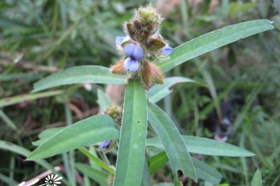 花卉农吉利详解 农吉利照片图