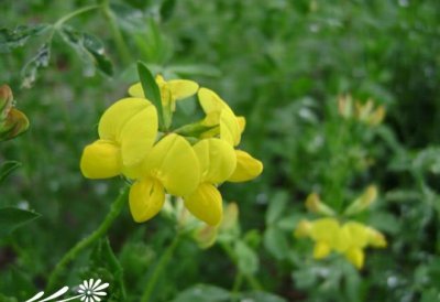 花卉天蓝苜蓿介绍 天蓝苜蓿图片