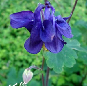 花卉紫苜蓿简介 紫苜蓿照片图