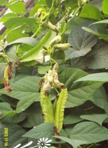 花卉四棱豆介绍 四棱豆照片图