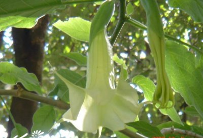 白花曼陀罗介绍 白花曼陀罗照片图