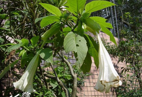 白花曼陀罗图片二