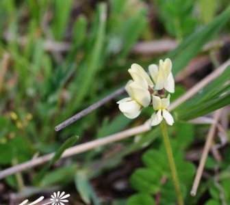 黄花高山豆简介 黄花高山豆长什么样图