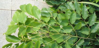 花卉紫檀介绍 紫檀图片