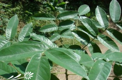 花榈木介绍 花榈木照片图