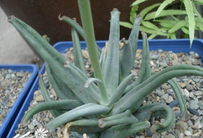 多肉植物章鱼介绍 章鱼图片