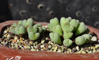 多肉植物口笛简介 口笛长什么样图