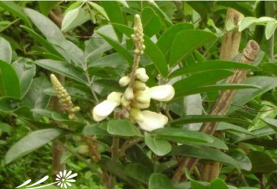 花卉牛大力介绍 牛大力图片欣赏