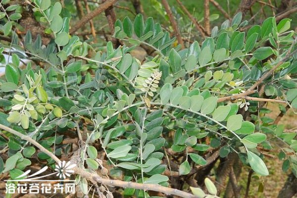 毛苦参图片二