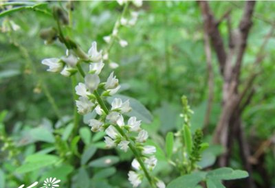 白花草木樨介绍 白花草木樨图片