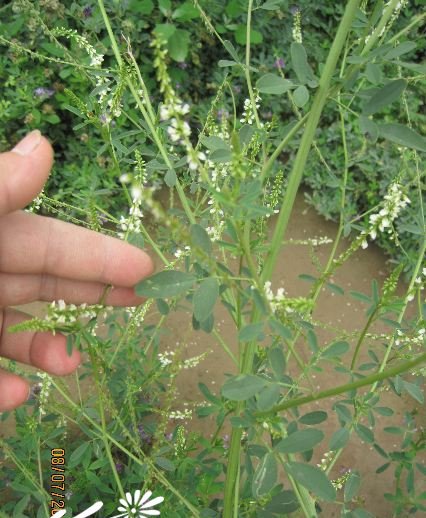 白花草木樨图片三