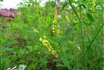 花卉草木樨介绍 草木樨图片集