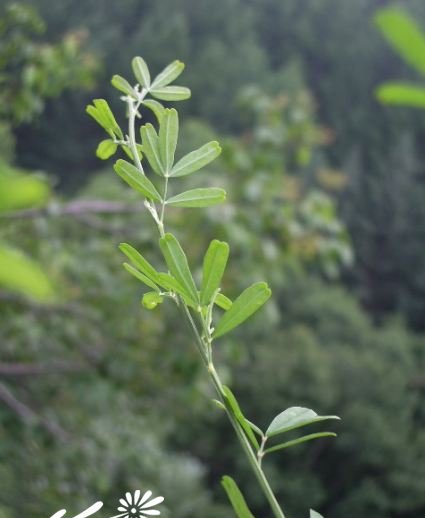 草木樨图片三