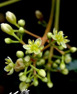 花卉浙江润楠介绍 浙江润楠图片
