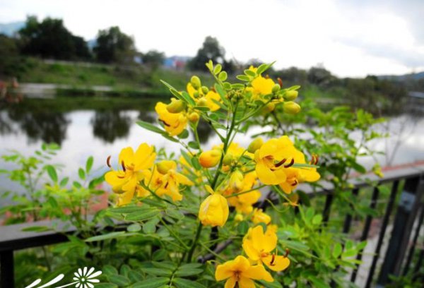 黄花决明图片二