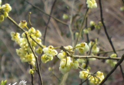 花卉山苍子简介 山苍子长什么样图
