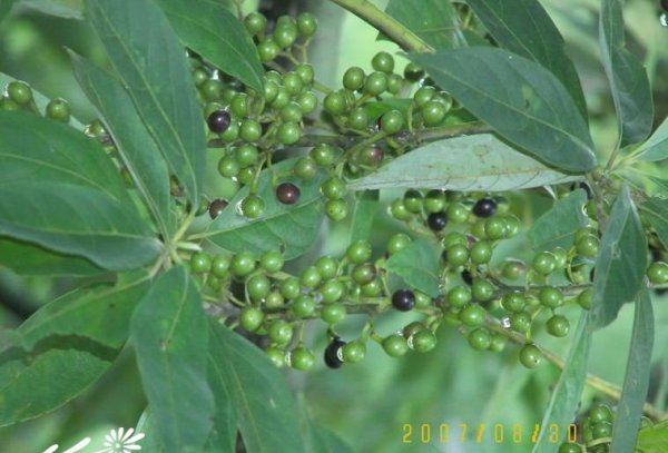 山苍子图片三