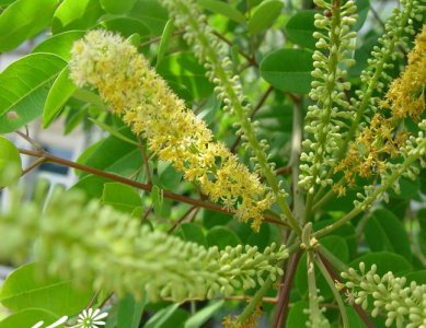 花卉海红豆简介 海红豆图片大全